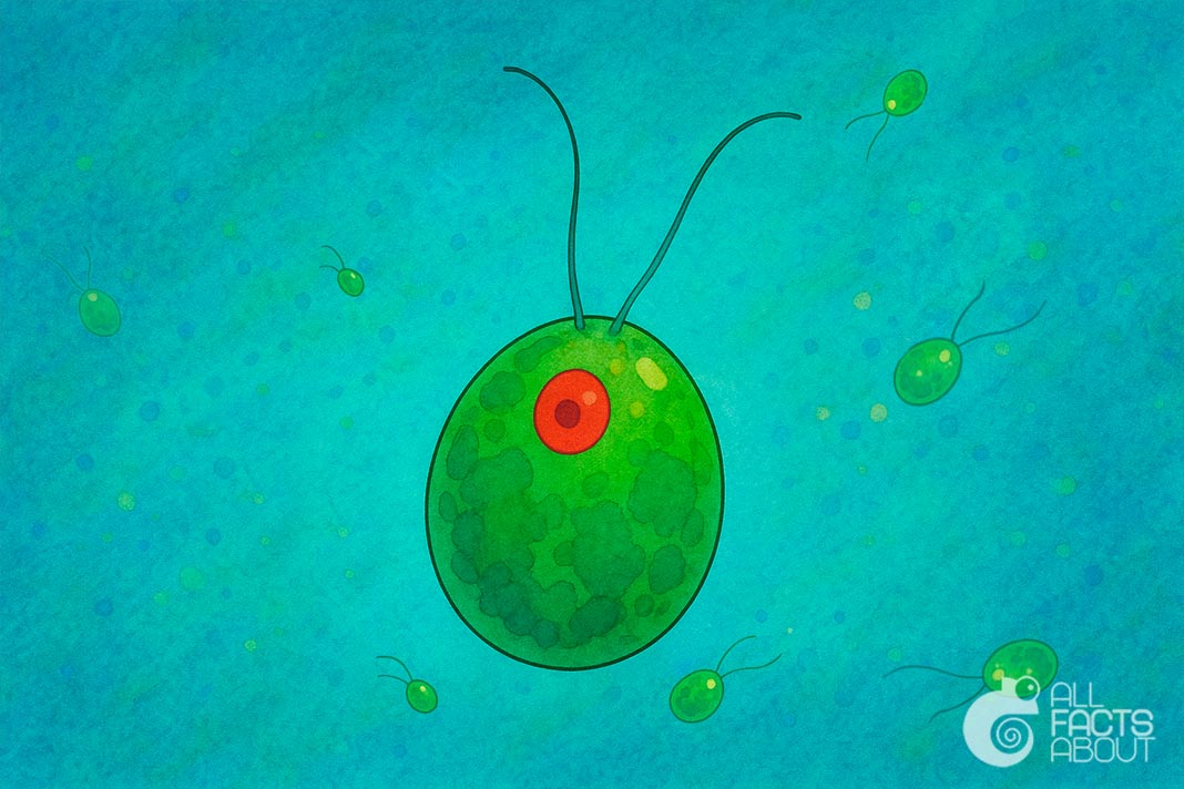 Chlamydomonas is a tiny alga that uses flagella to move around in the water. The unicellular alga Chlamydomonas is capable of active movement due to its flagella.