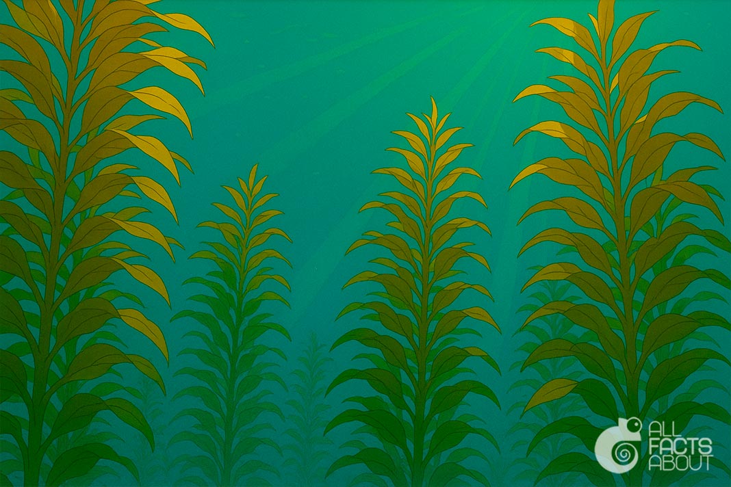 All facts about Algae