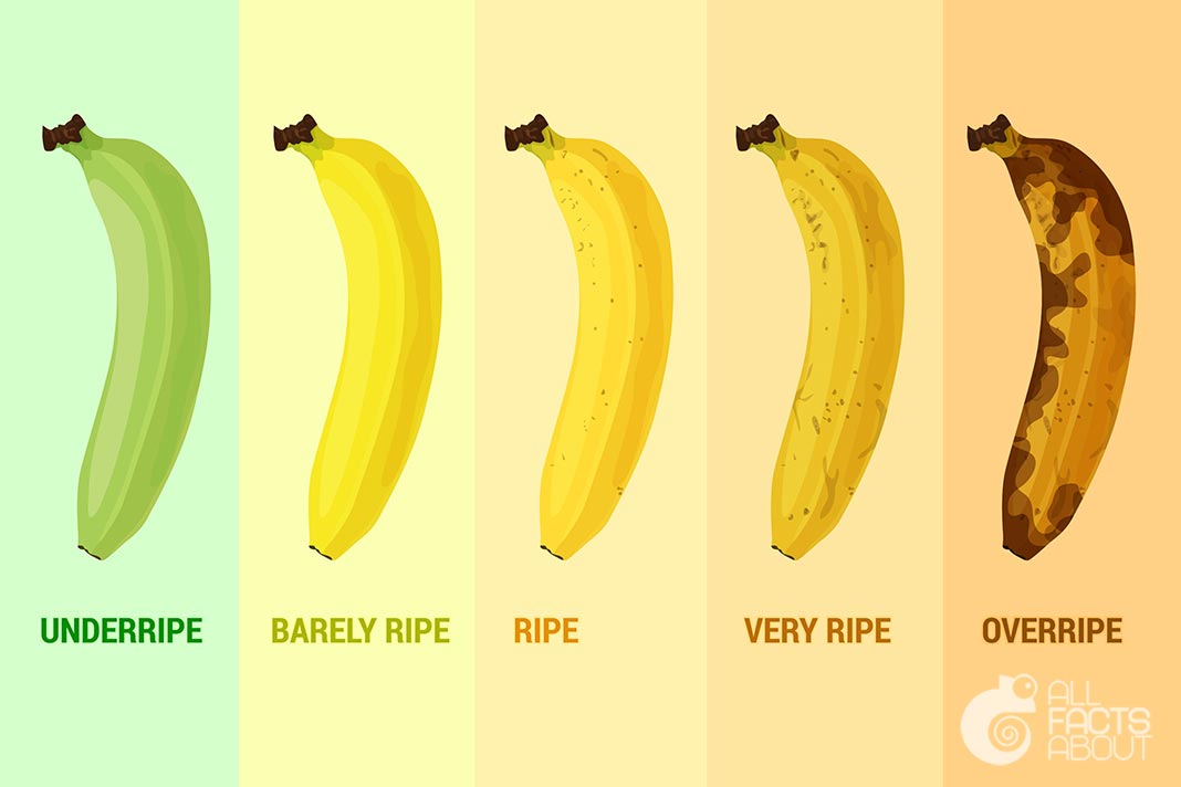 Stages of banana ripening: from green and firm to sweet and very ripe. Stages of banana ripening: from green and firm to sweet and very ripe.