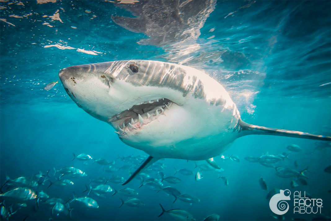 Interesting facts about Shark | All facts about