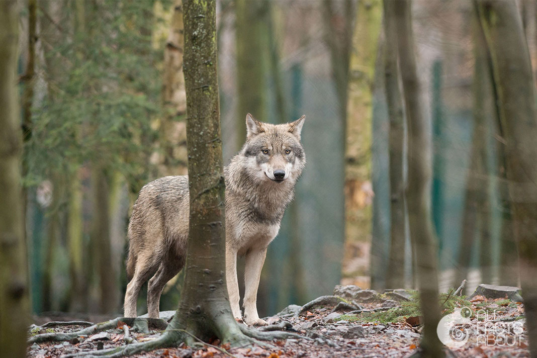 Interesting facts about Wolves | All facts about
